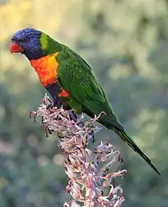 Description de l'image Rainbow lorikeet, Trichoglossus moluccanus, Royal Botanic Gardens, Melbourne, Australia (25602597102).jpg.