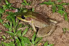 Description de l'image Rainforest frog (Lithobates vaillanti) (9430279338).jpg.