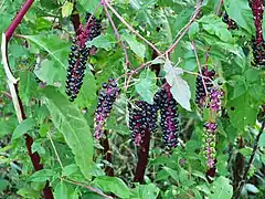 Raisin d'Amérique (Phytolacca americana) ; répandu partout.