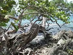 Raisinier bord de mer à Anse Figuier