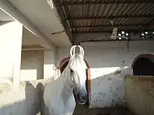 Dans une écurie, un cheval gris se tient à l'arrêt dans son boxe.