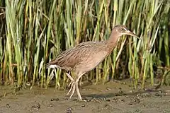 Description de l'image Rallus obsoletus - Tijuana Slough NWR (5120918839).jpg.