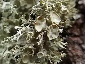 Ramalina fastigiata, lichen fruticuleux, corticole sur arbres à feuilles caduques.