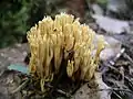 Ramaria abietina