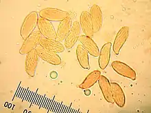 Les spores cylindriques ou en forme de S portent des stries longitudinales caractéristiques.