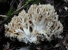 Description de l'image Ramaria rubrievanescens 190892.jpg.