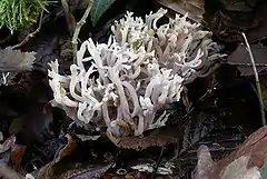 Ramaria rugosa var cinerea