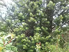 Branches de maniú macho (Podocarpus nubigenus), un conifère des forêts valdiviennes.