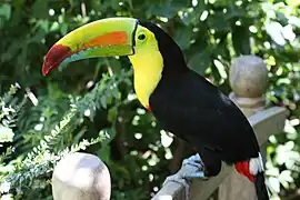 Toucan à carène (Ramphastos sulfuratus)