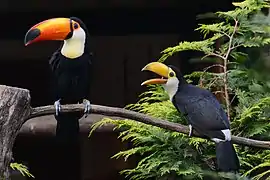 Toucan toco (Ramphastos toco)