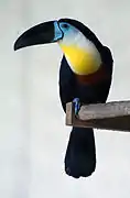 Toucan ariel (Ramphastos vitellinus)