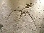 Rhamphorhynchus sp., ptérosaure du calcaire de Solnhofen.