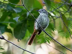 Description de l'image Ramphotrigon ruficauda - Rufous-tailed Flatbill; Xapuri, Acre, Brazil.jpg.