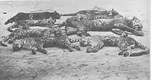 Photographie en noir et blanc représentant huit félins tués allongés sur le flanc.