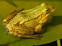 Petite grenouille verte (Pelophylax lessonae) (Eurasie)