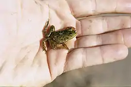 tout jeune spécimen