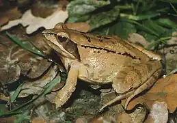 la grenouille agile