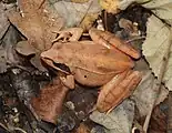 Grenouille agile (Rana dalmatina)