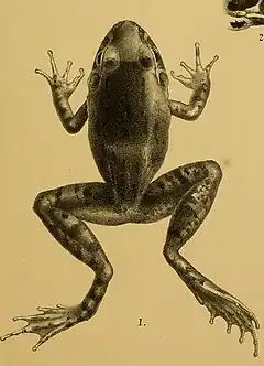 Description de l'image Rana doriae - Annali del Museo civico di storia naturale di Genova (1887) (18410954085) (cropped).jpg.