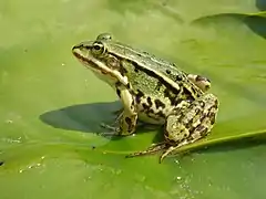 "Grenouille verte sur une feuille de nénuphar"