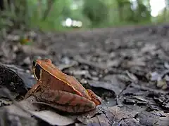 Description de l'image Rana japonica Japanese brown frog DSCN9459.JPG.