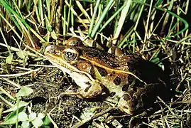 Grenouille léopard.