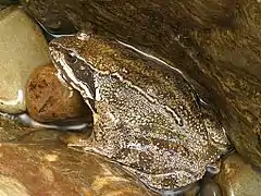 Grenouille des Pyrénées