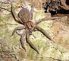 Description de l'image Rangatira spider.jpg.