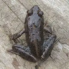 Description de l'image Raninae Rana R ornativentris Montane brown frog.jpg.