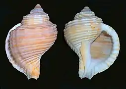 Linatella caudata