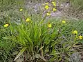 Ranunculus flammula