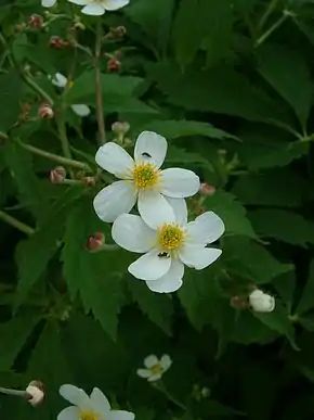 la Renoncule à feuilles d'aconit (Ranunculus aconitifolius).