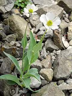 Description de l'image Ranunculus amplexicaulis 2.JPG.