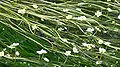 Ranunculus aquatilis (vallée du Rhin)