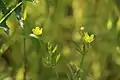 Ranunculus arvensis en fleur.