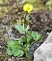 Ranunculus lapponicus au milieu de l'île de Spitzberg