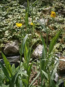 Ranunculus lingua en bordure d'étang