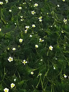 Photo couleur montrant des fleurs blanches à fond jaune, éparpillées sur un lit de verdure émergeant de l'eau.