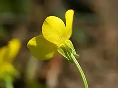 Description de l'image Ranunculus sardous detail.jpeg.