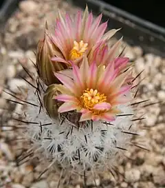 Description de l'image Rapicactus zaragozae.jpg.