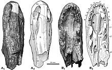 Crâne holotype vue d'en haut et d'en bas.