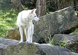 Dingo (C. l. dingo)