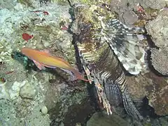 Pterois volitans (rascasse volante) & Pseudanthias squamipinnis mâle (Poisson barbier).