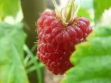 Framboise