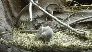 Rats épineux du Caire dans des galeries