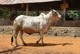 vache rathi