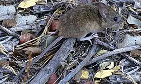Un Rat pygmée à longue queue sur des feuilles mortes