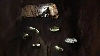 Rats épineux du Caire dans des galeries, surmontés par la cavité d'un python royal