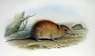 Description de l'image Rattus lutreolus - Gould.jpg.