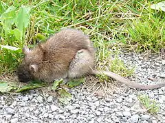 Surmulot ou rat d'égout (Rattus norvegicus)